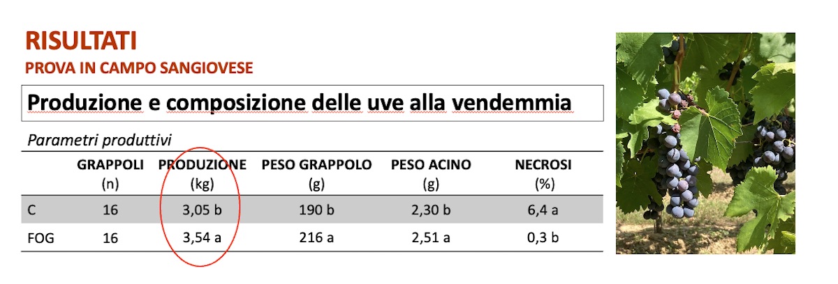 La produzione e il peso dei grappoli delle viti irrigate (FOG) sono state superiori rispetto alle viti non irrigate (C)